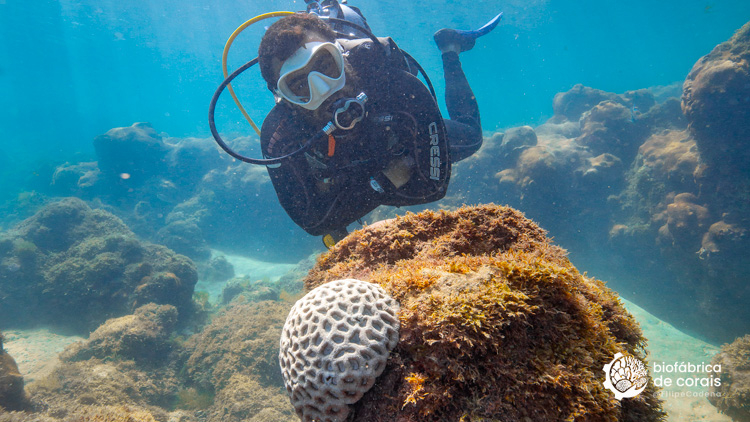Mergulho com cilindro nas piscinas naturais em Porto de Galinhas