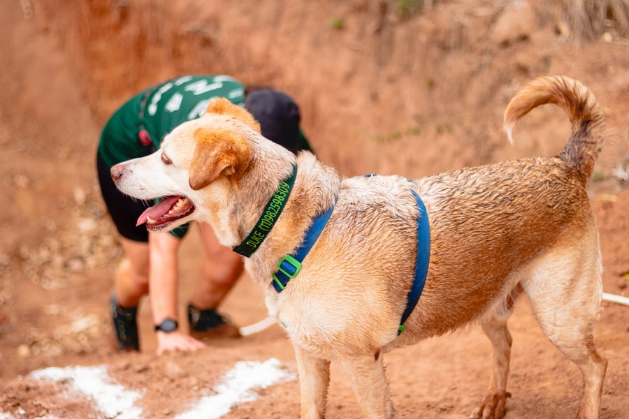 Desafio Feras Pet Friendly