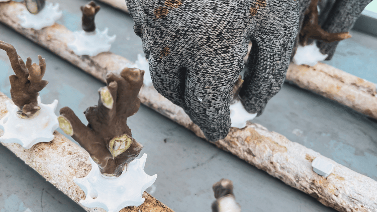 Bioturista cultivando coral