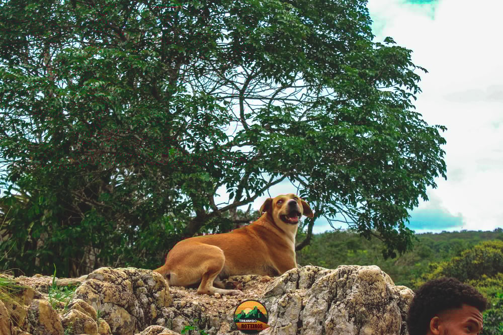 Trilha