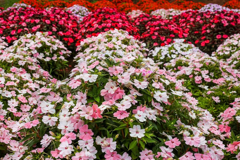 City Tour Holambra com visita a fazenda de flores