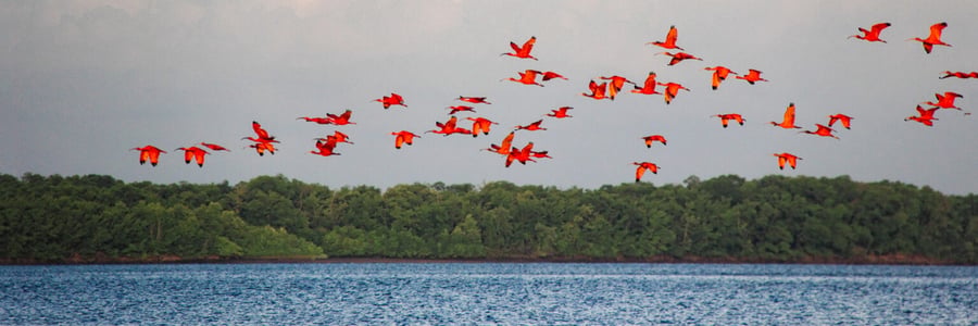 revoada dos guarás