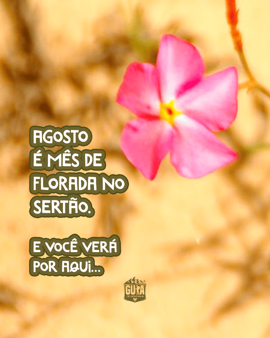 Agosto é mês de florada no sertão.    E você verá por aqui…
