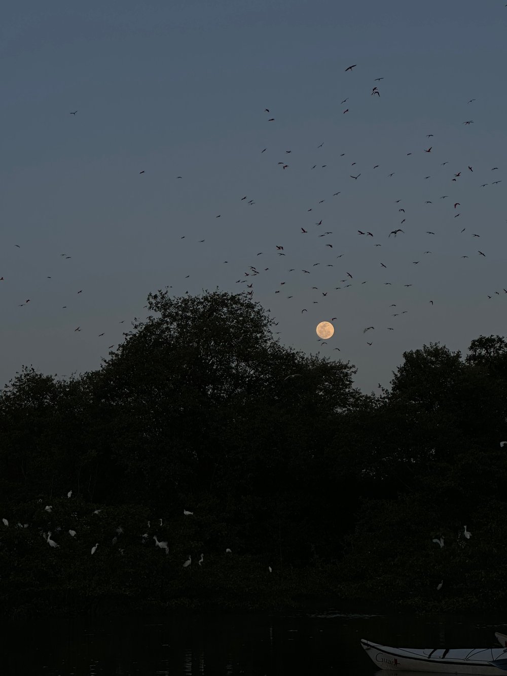 Nascer da lua no dormitório das aves