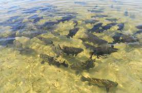 Praia do Saco + Tambaquis