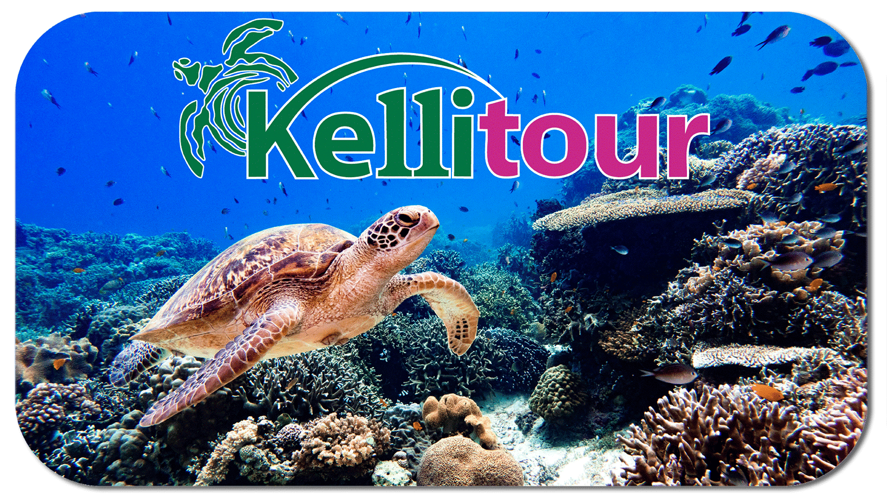 Explore o Encanto de Arraial do cabo,Armação de Búzios ,Cabo Frio e Rio de janeiro com a Kelli Tour