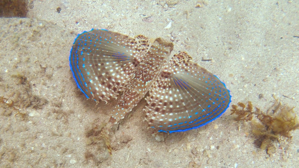 Batismo de Mergulho - Praia do Cedro