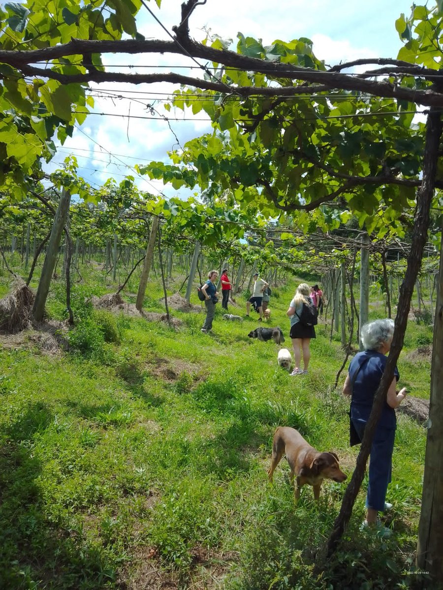 Trilha Pet + Degustação de Vinhos e Almoço na Vinícola Saccomani