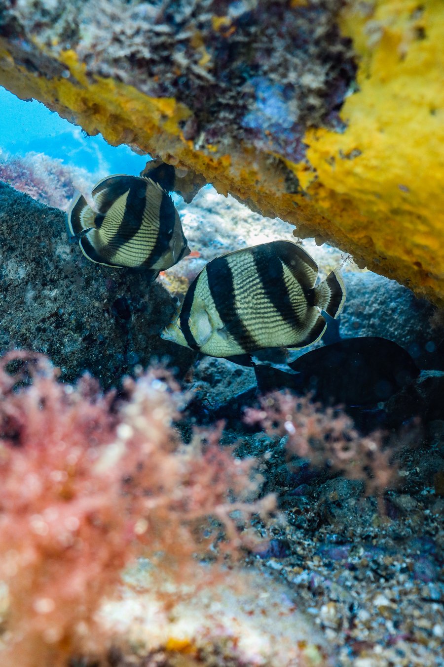 Peixes observados durante a experiência de Snorkel Guiado em Arraial do Cabo