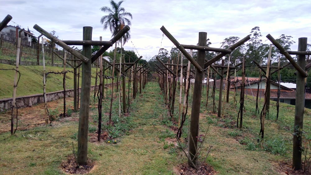 Roteiro do Vinho e Festa da Uva em Jundiái