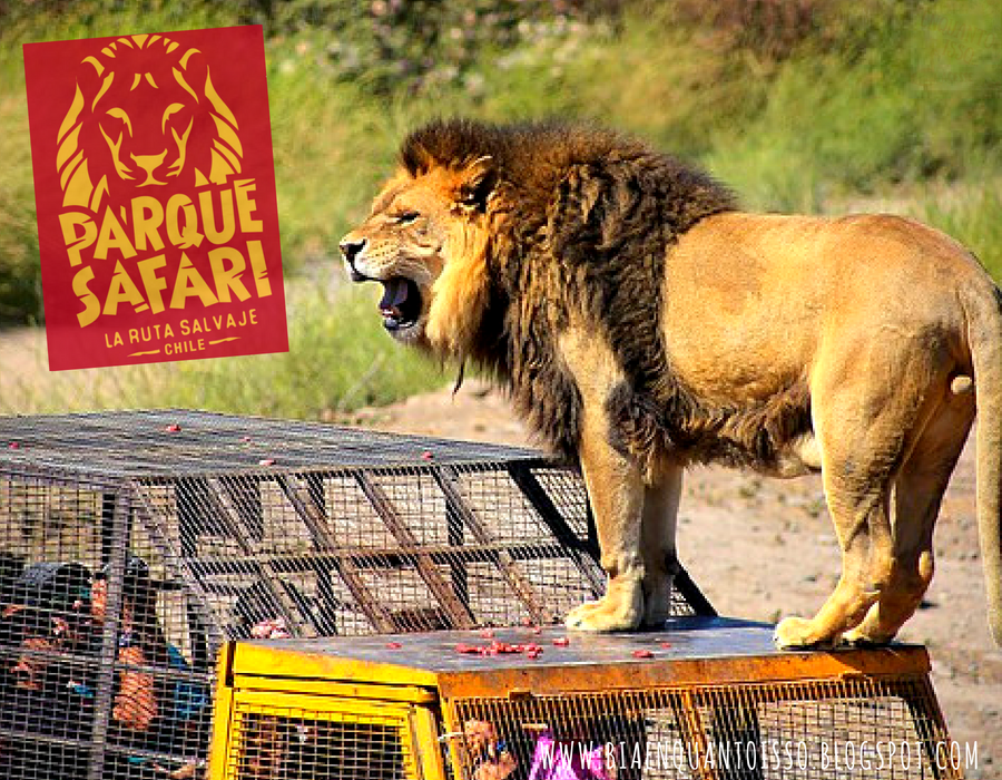 Safari em Rancagua