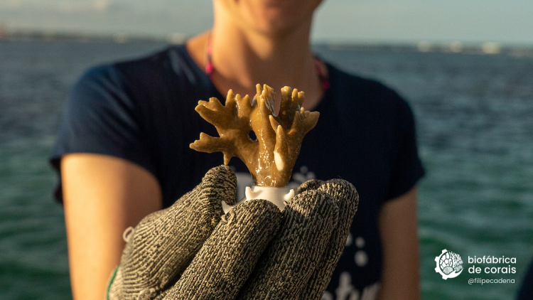 Bioturista cultivando coral