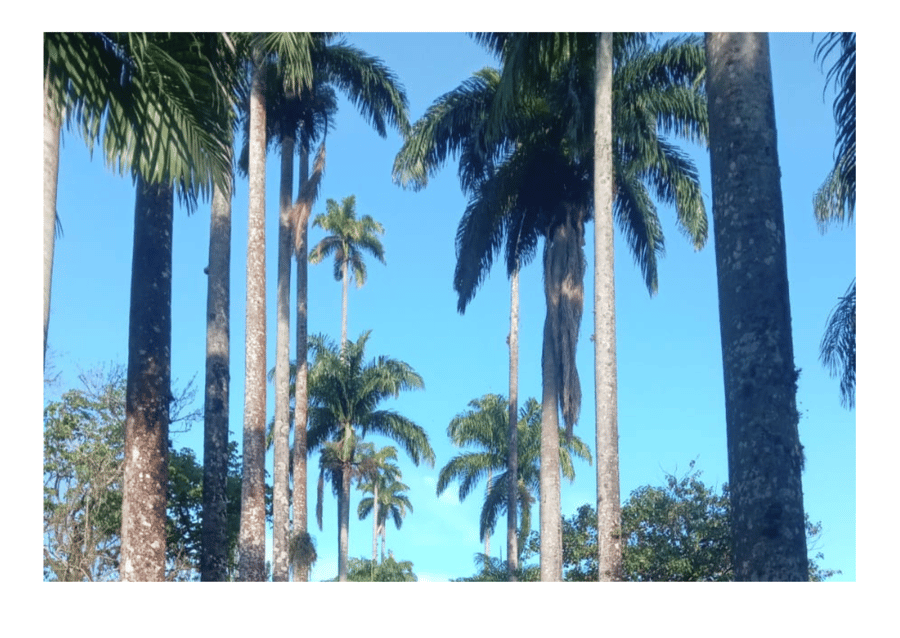 Lugar ideal para tirar aquela foto especial!