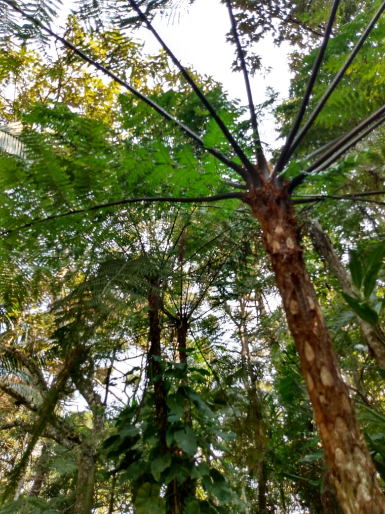 13/08 Santo Antonio do Pinhal e Jardins Temáticos EccoParque