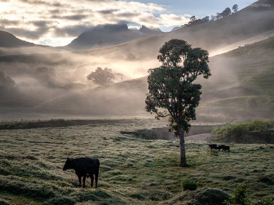 Vida rural