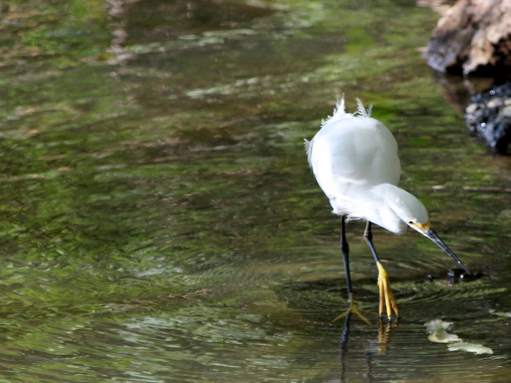 OBSERVAÇÃO DE AVES NO PARQUE HERMÓGENES FREITAS LEITÃO FILHO - BARÃO GERALDO