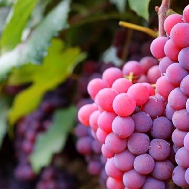 Roteiro do Vinho e Festa da Uva em Jundiái