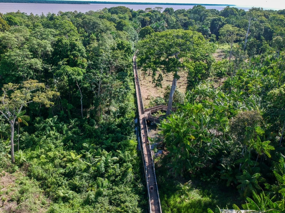Trilha das Gigantes Arvores Samaúmas 