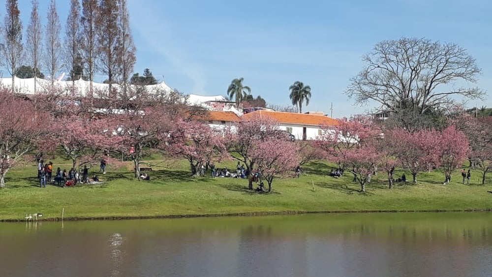 03/07 Sakura-Matsuri: Festival das Cerejeiras e Rota do Vinho em São Roque