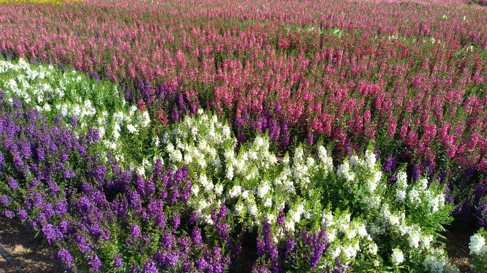18/02 Holambra, Cidade das Flores 