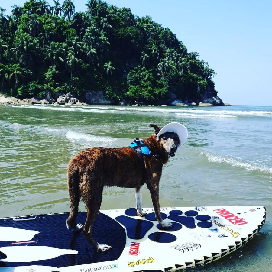 Aula de Surf Dog