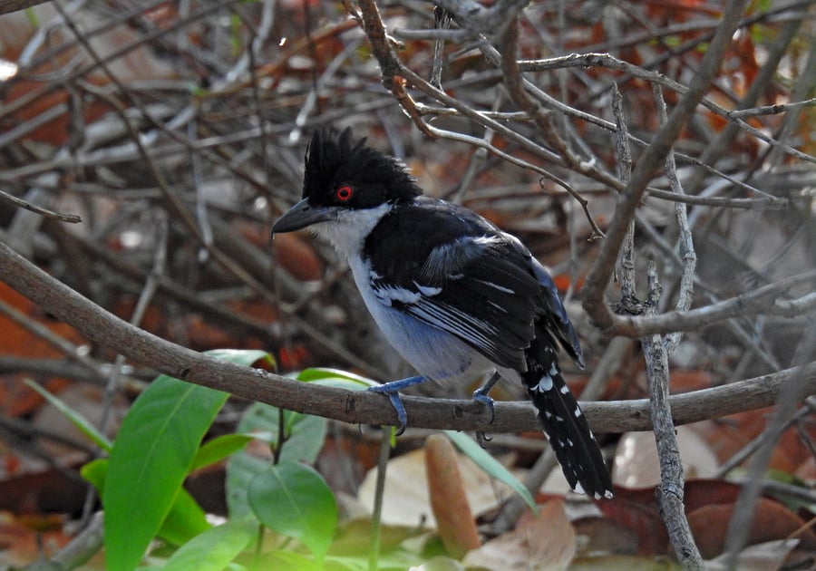 Explorando a Temporada de Avistamento de Aves no Parque Nacional de Jericoacoara: Guia Completo