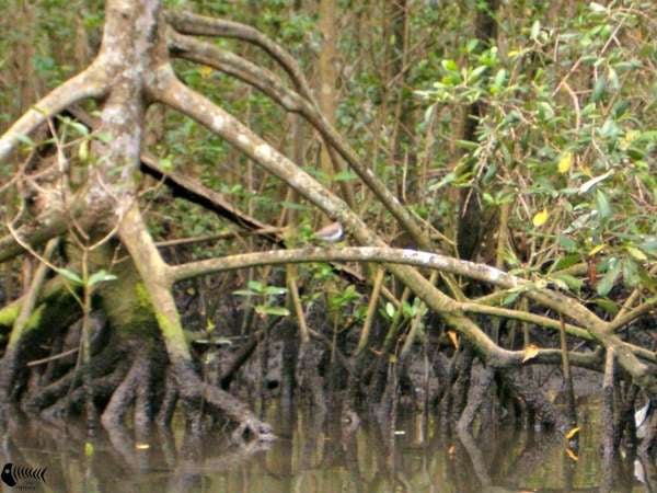 Canoagem Ecológica no Manguezal Praia Grande e São Vicente SP