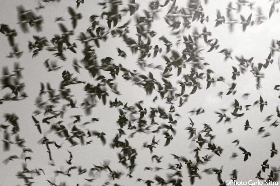 Revoada de Andorinhas em Canoa Quebrada: Espetáculo Natural Anual no Litoral do Ceará