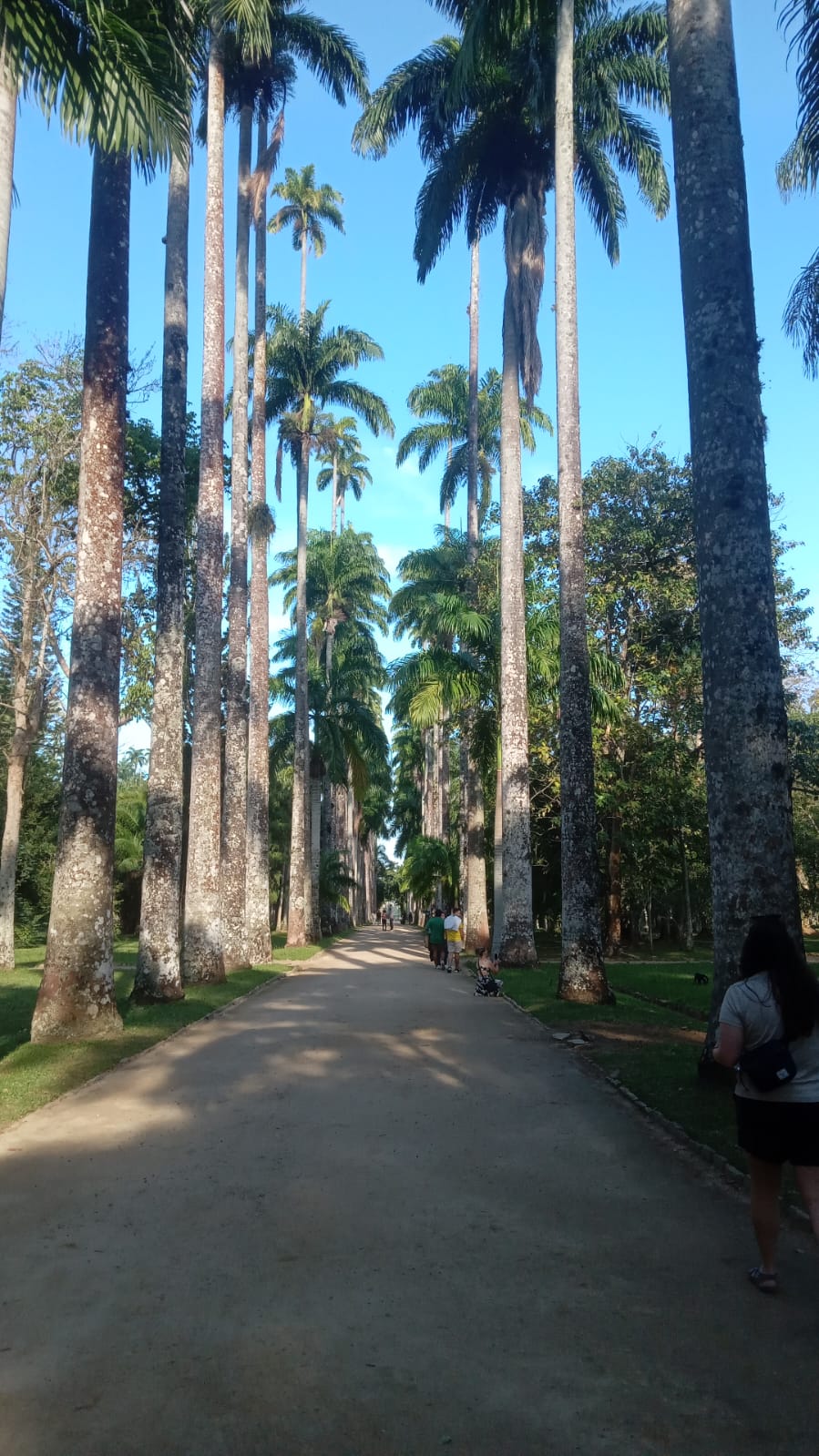 Jardim Botânico, criação de D. João VI em 1908