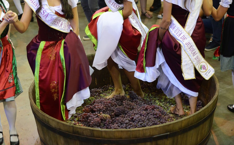 FESTA DA UVA E COLHEITA DE UVA - 24/01