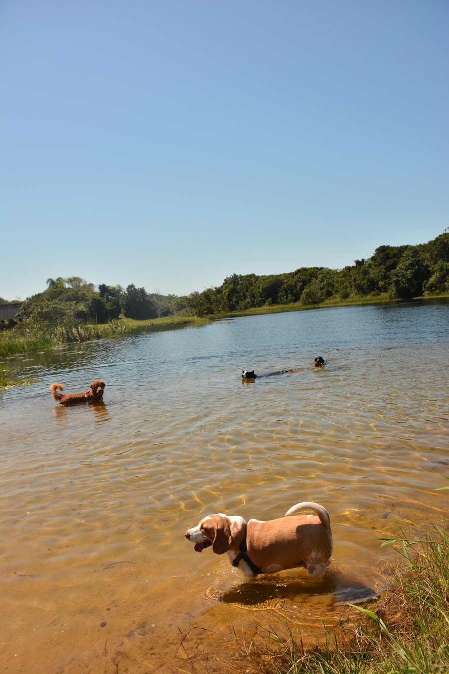 Aventura na praia Peruíbe pet friendly trilha, barco, pousada 