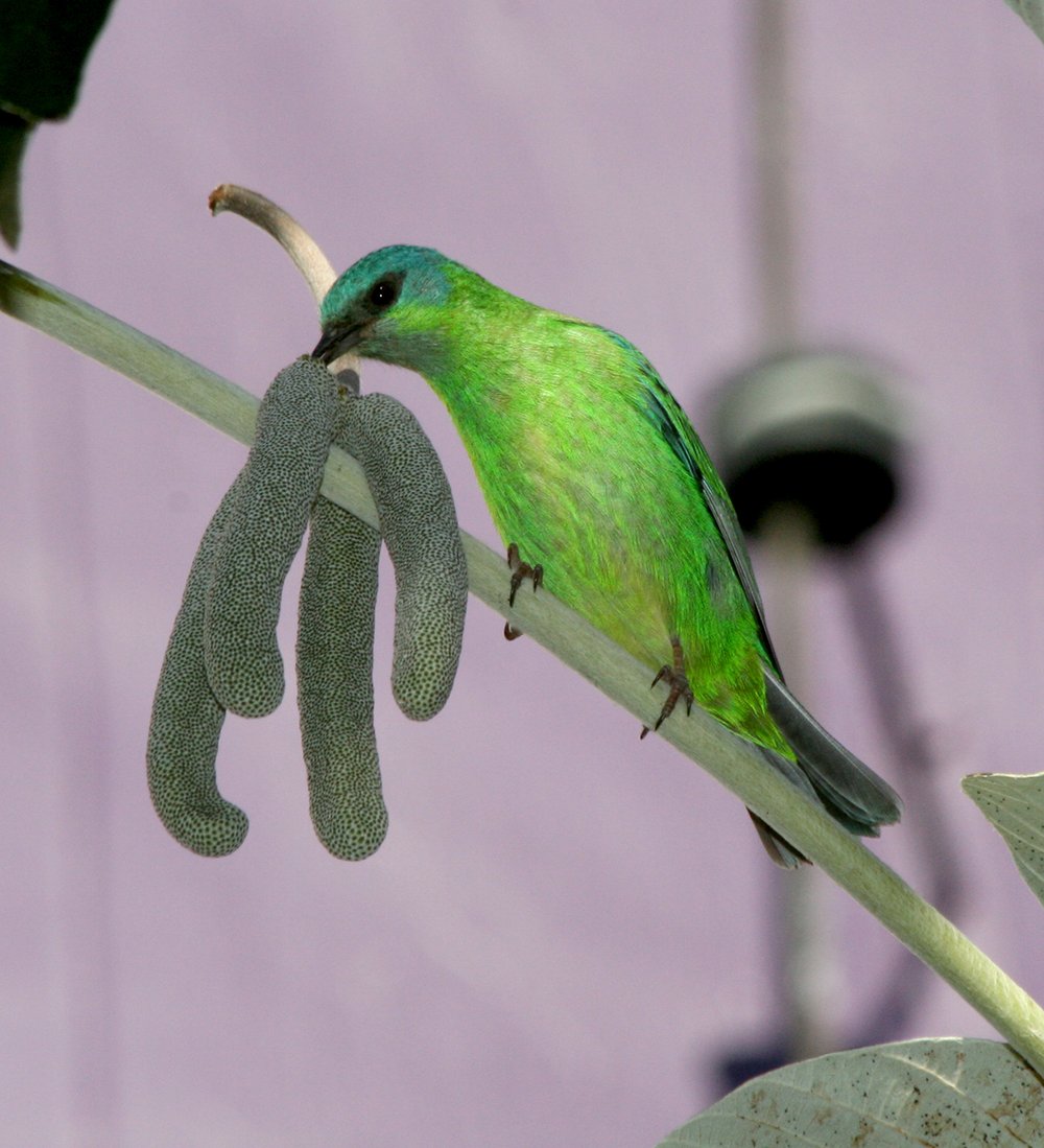 OBSERVAÇÃO DE AVES NO PARQUE HERMÓGENES FREITAS LEITÃO FILHO - BARÃO GERALDO