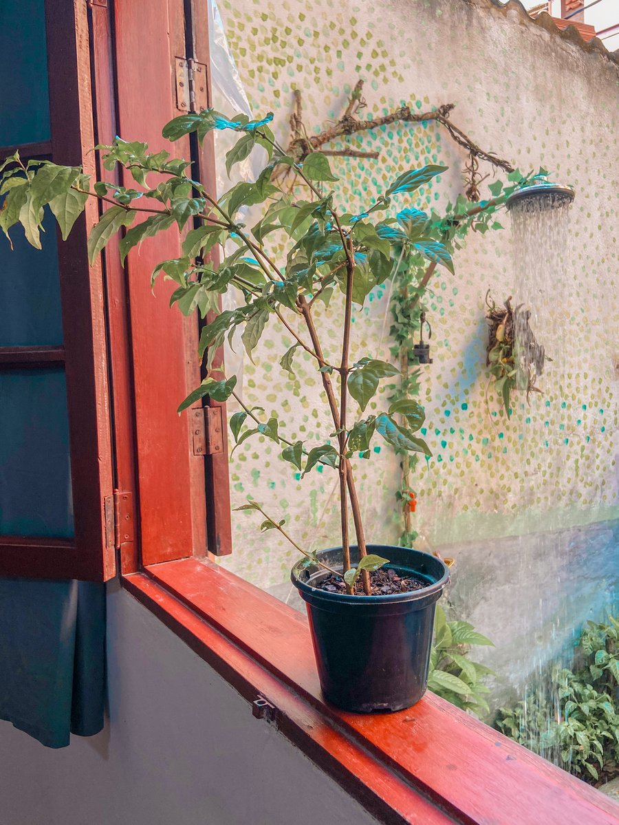 Plantas e janela para o quintal