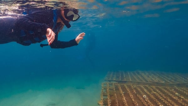 Propósito Recifal: uma experiência única com jangada, flutuação, coral e ciência