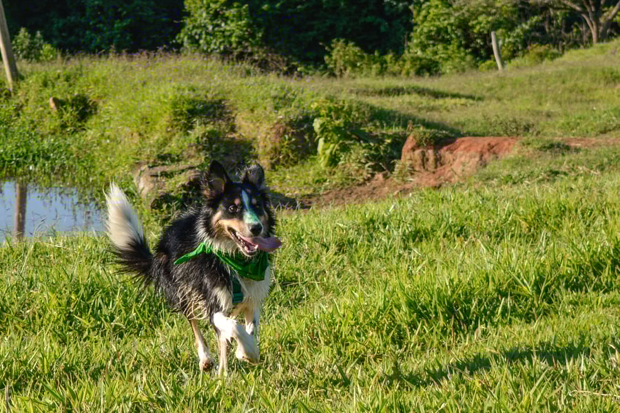 Caminhada de Montanha Pet