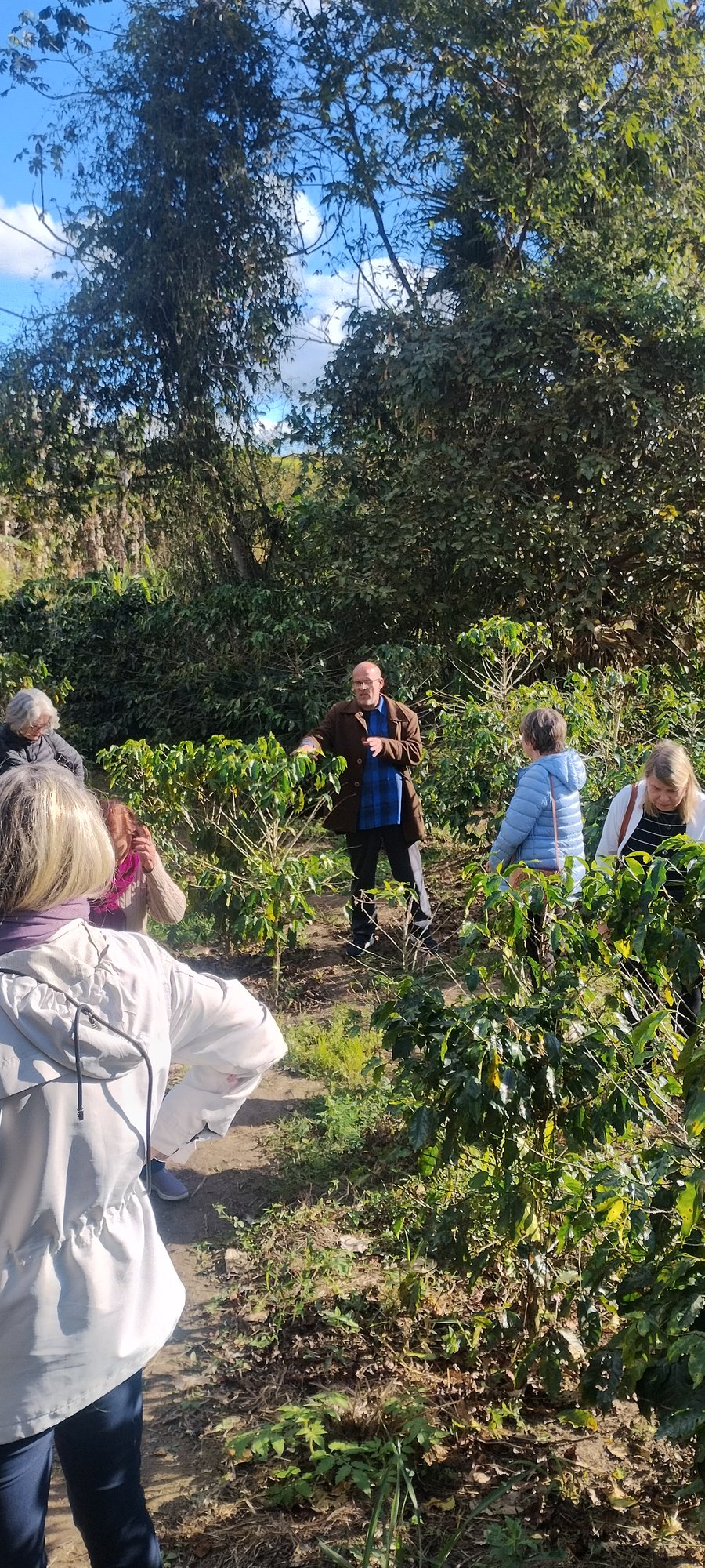 Fazenda da Taquara - plantação de café