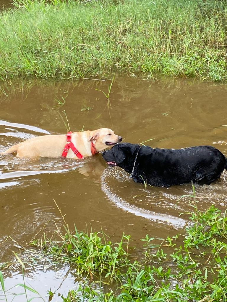 Trilha Pet + Degustação de Vinhos e Almoço na Vinícola Saccomani