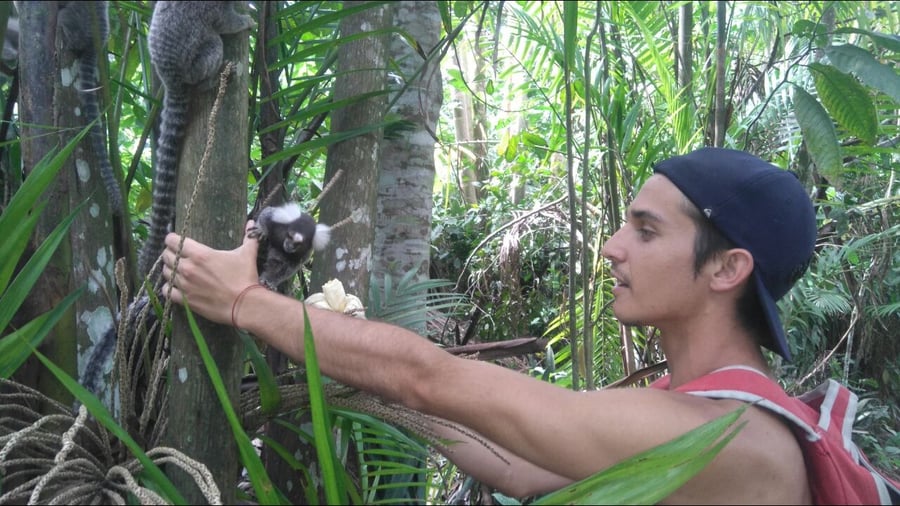 Passeio na Mata Atlântica Macacos