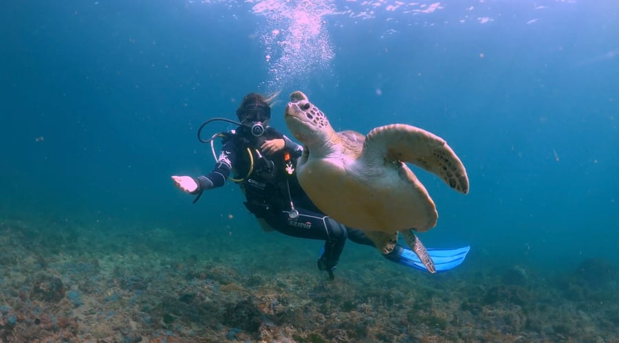 Tartaruga na Barra