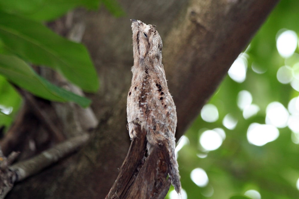 OBSERVAÇÃO DE AVES NO PARQUE ECOLÓGICO MONSENHOR SALIM