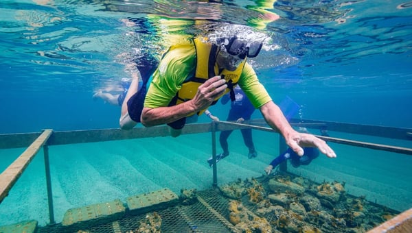 Propósito Recifal: uma experiência única com jangada, flutuação, coral e ciência