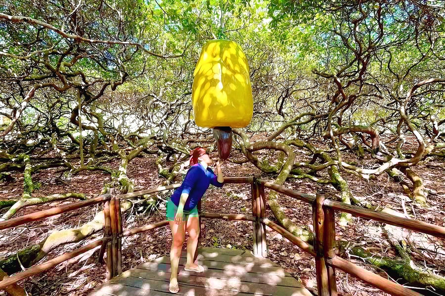 Maior cajueiro do Mundo