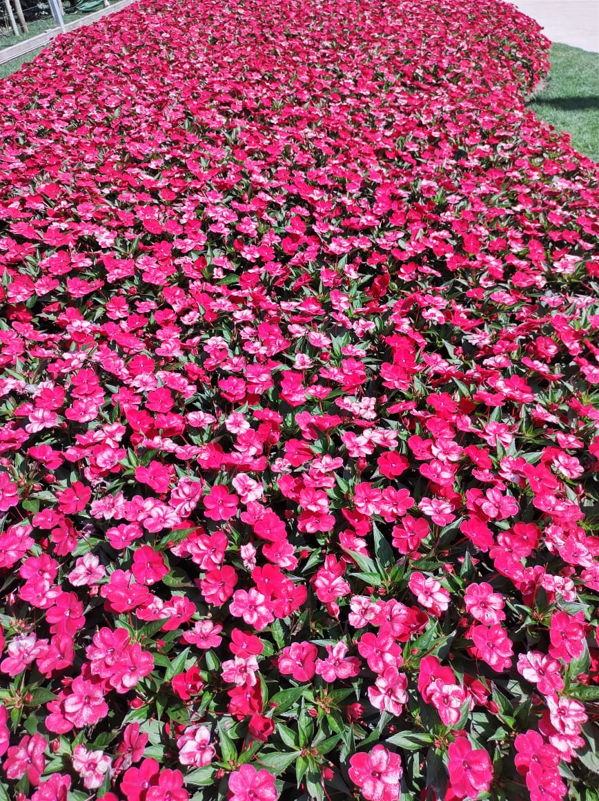 18/02 Holambra, Cidade das Flores 