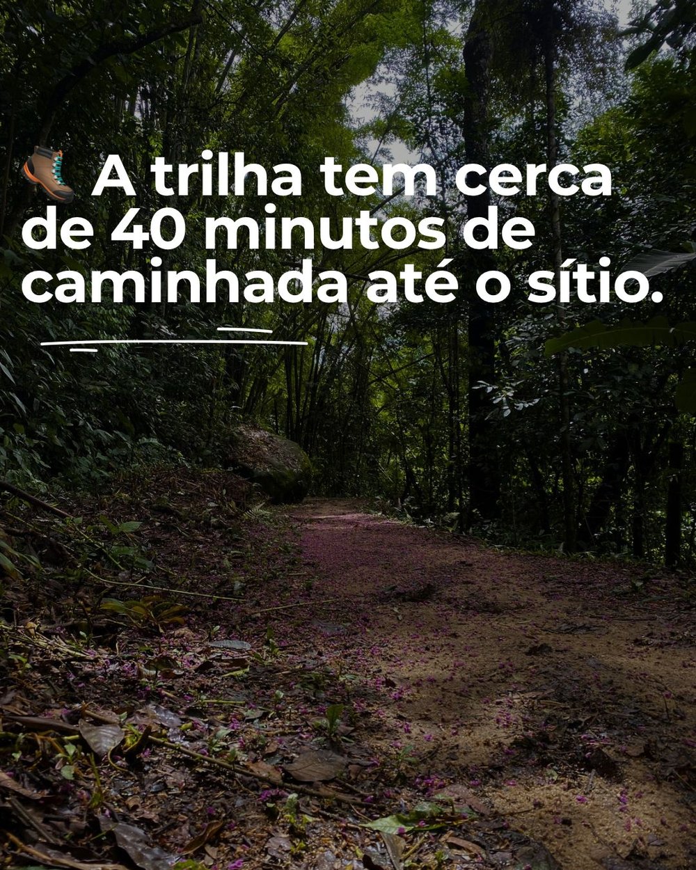 Trilha do Sitio Alma da Mata (Almoço Incluso)