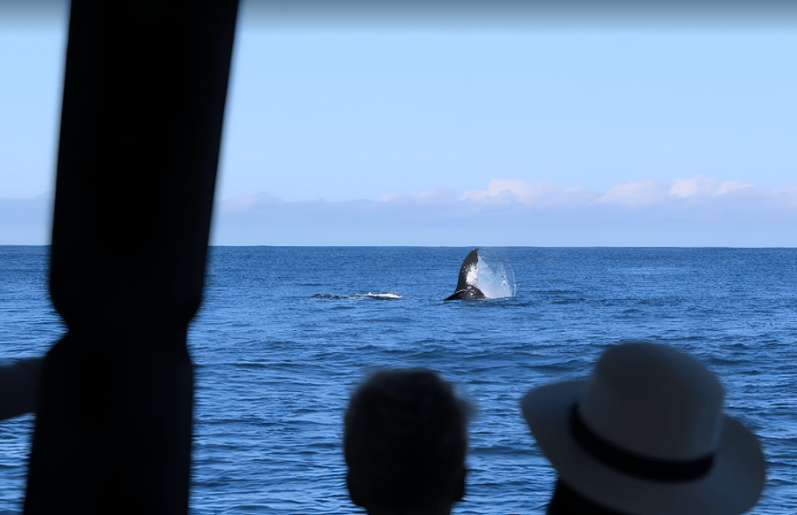 Avistamento em Arraial do Cabo