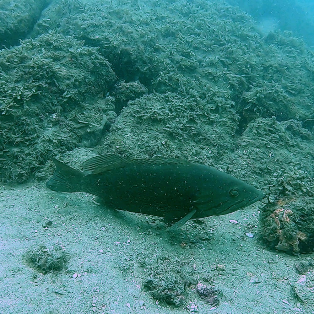 Batismo de Mergulho - Praia do Cedro