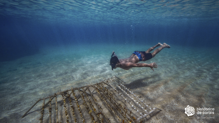 Bioturista mergulhando na área do berçário de corais em Porto de Galinhas