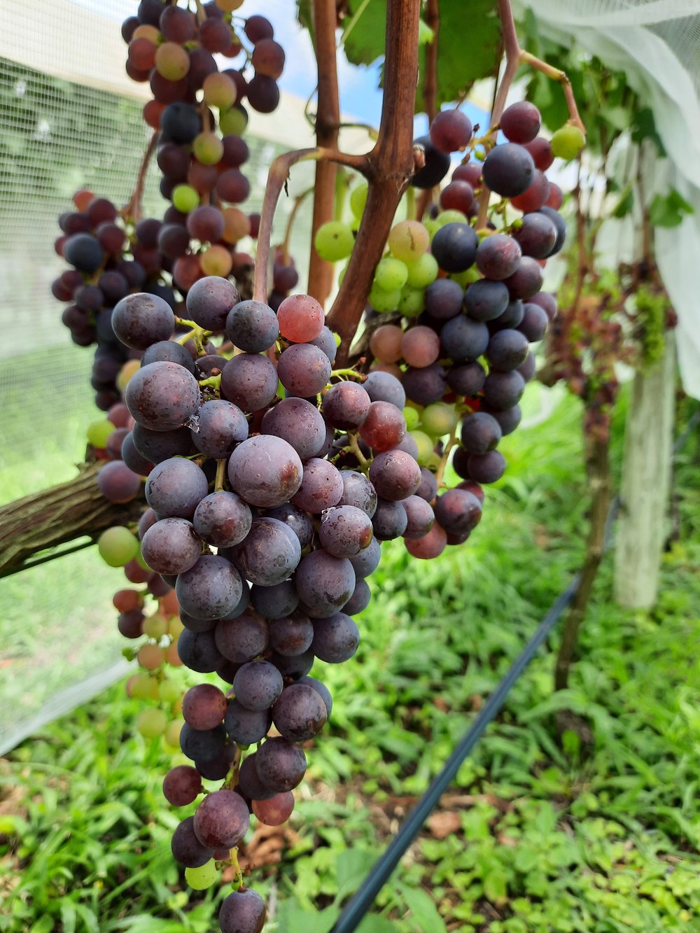 Entrevilas Vinícola e Gastronomia de 6 tempos
