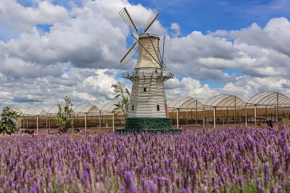 City Tour Holambra com visita a fazenda de flores