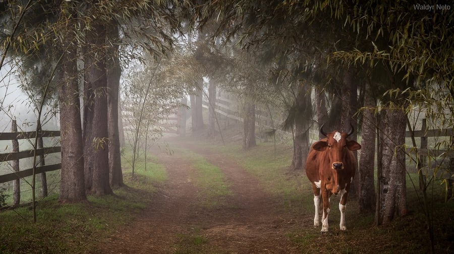 Mais uma da vida rural do Vale dos Frades